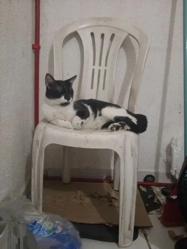 Gato e gata  pra doação já tá adulto