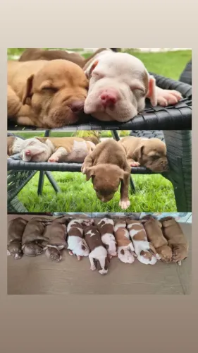 Filhotes de Pitbull a venda