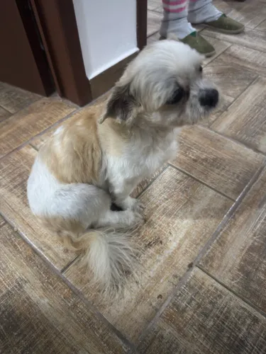 Doação cachorro shitzu