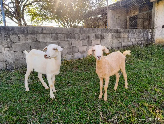 Cabras