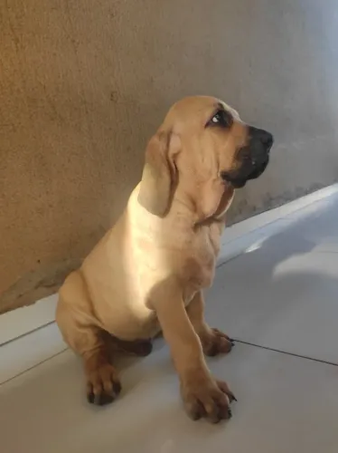 Filhote Fila Brasileiro