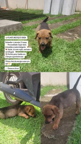 Filhotes de Rottweiler com labrador 
