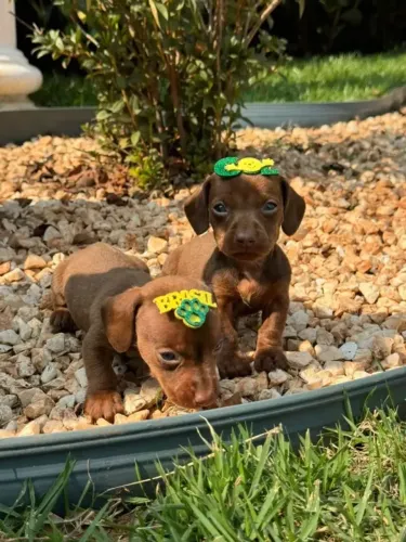Fêmea de Daschund, Basset, Teckel, vacinado e Vermifugado, entrega Grátis(consulte)