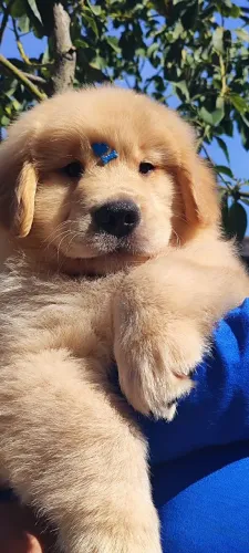 Lindos filhotes Golden Retriever liberados para entrega 