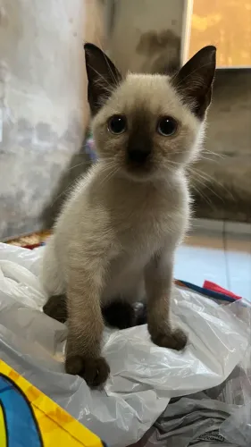 Gatinho siamês 