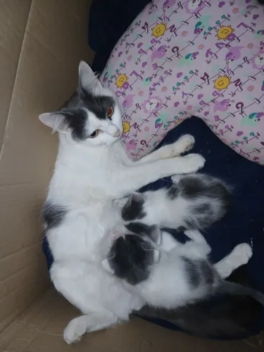Família de gatinhos