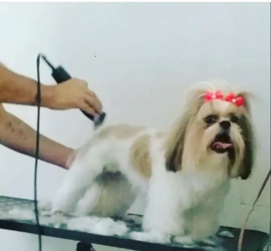Curso Banho e Tosa