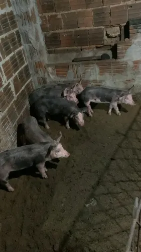 Porcos