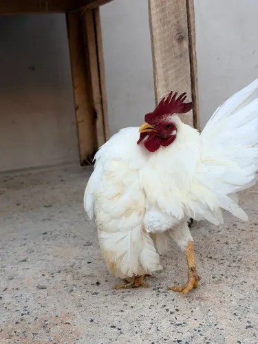 galinha Serama