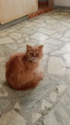 Vendo filhotes de gato persa 