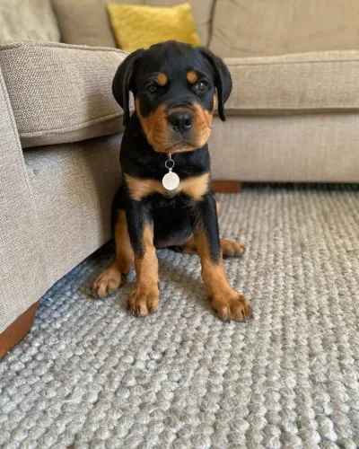 Filhotes de Rottweiler | Um parceiro para viver grandes momentos