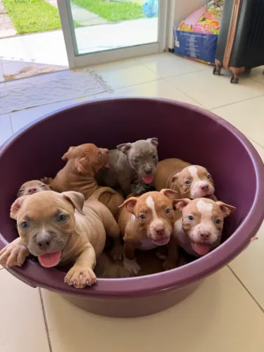 FILHOTE AMERICAN BULLY