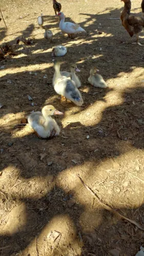 Filhotes de pato