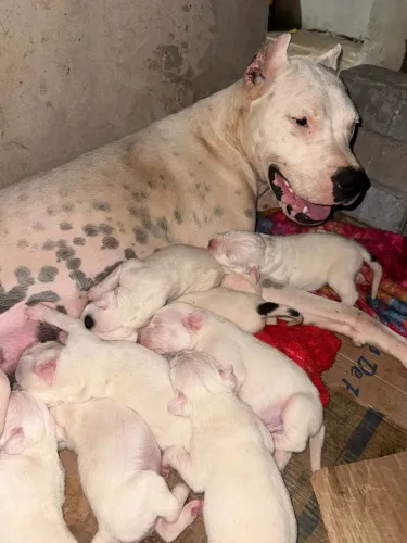 Dogo Argentino