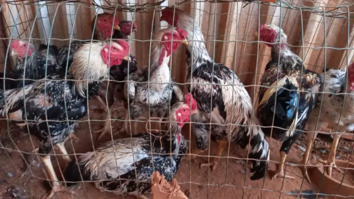 Vendo galos e frangos caipira com índio gigante 