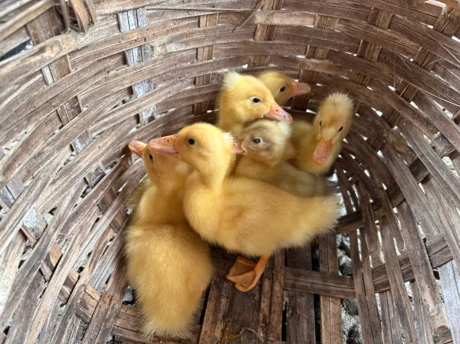 Vendo filhotes de marreco Pompom