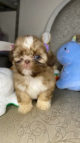 Shih Tzu fêmea linhagem excelente 