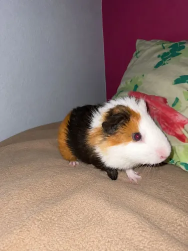 Vendo porquinho da Índia