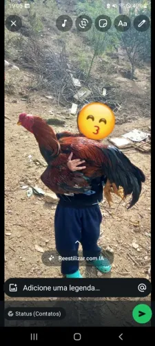 Galo