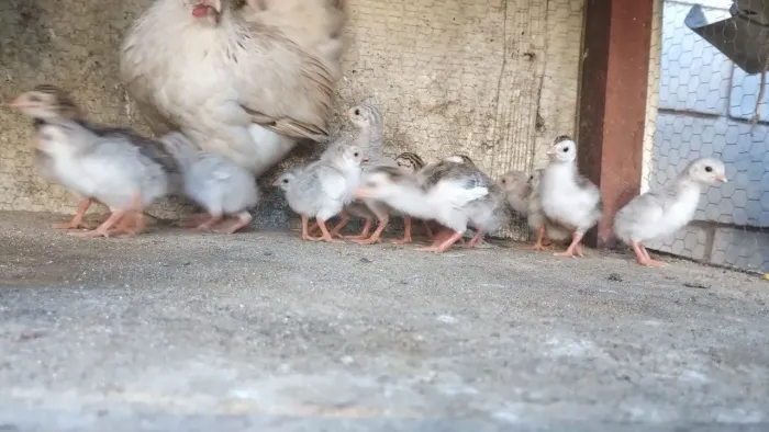 Filhotes de galinha Angola