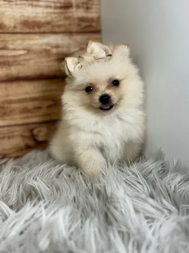 Spitz Alemão FÊMEA Belíssima