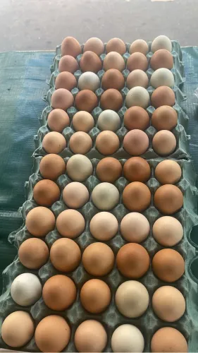 Ovos caipira galados
