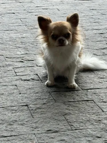 Chihuahua fêmea