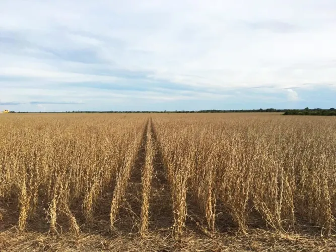 Fazenda de arrendamento soja 5.300 hec + 7 mil hec pasto em Confresa MT.