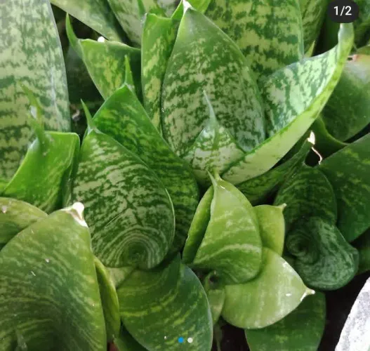 Planta Espada de São Jorge Escura Mirim