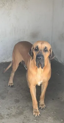 Vendo fila brasileiro 