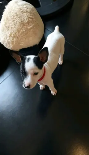 Pinscher