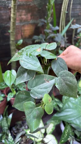Plantas