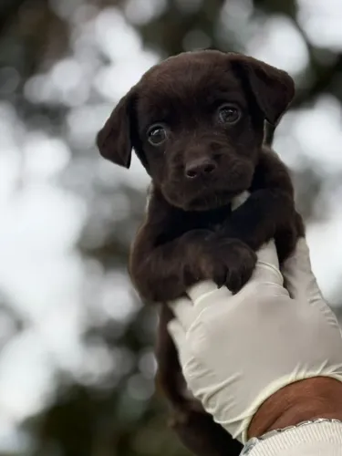 Labrador Fêmea chocolate - Espera por um lar amoroso