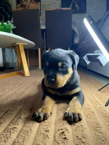 Vendo lindo filhote de Rottweiler de linhagem pura. Muito forte, saudável e ativo.