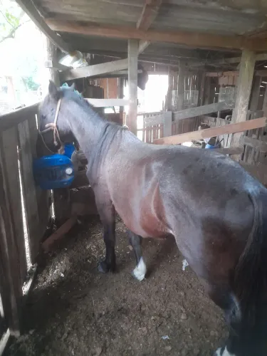Vendo Rosilho Colorado