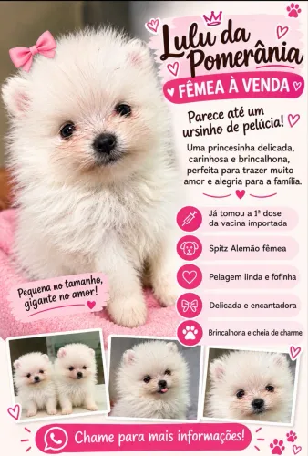 Lulu Pomerana 