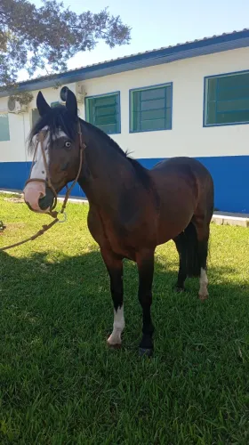 CAVALO CRIOULO