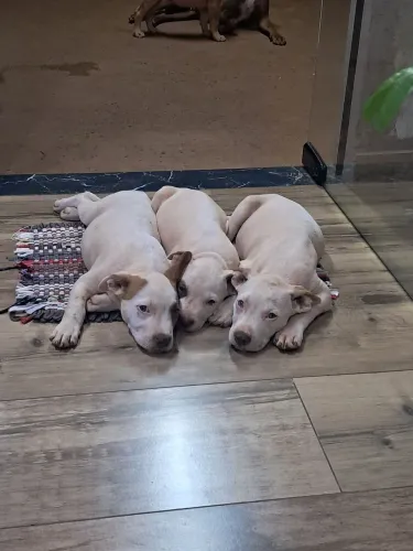 Vendo filhotes de pitbull vermifugados e vacinados. 