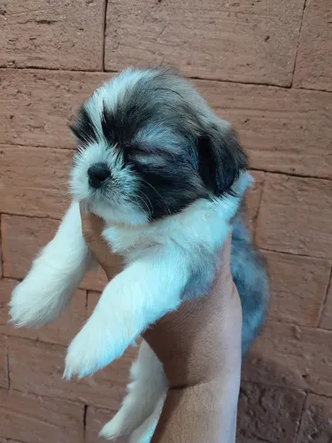Shih Tzu Macho Disponível 