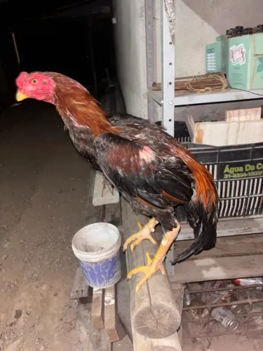 Galo índio