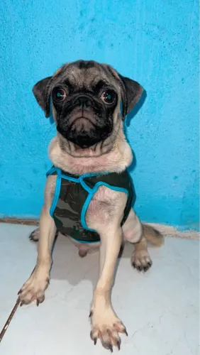 PUG 5 meses 