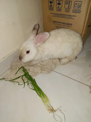 Vende se um coelho