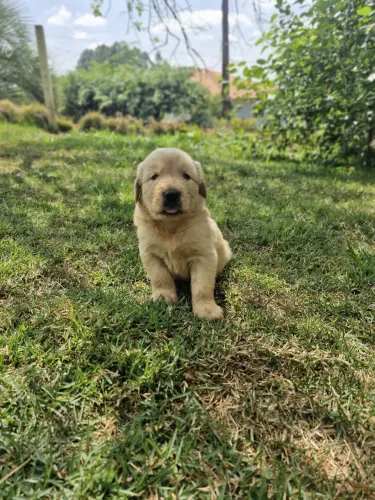 Filhotes de Golden Retriever 
