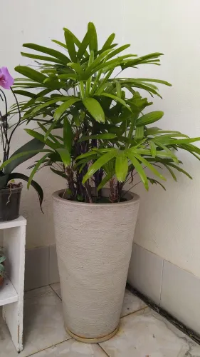 Planta ráfia com vaso