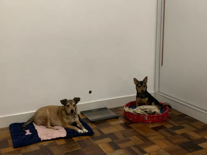 Doação cachorros