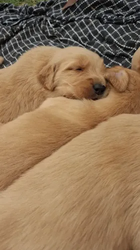 Bebes golden