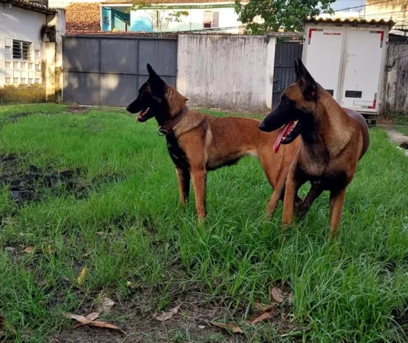 Pastor Malinoar 