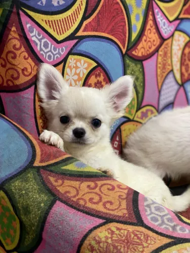 Chihuahua