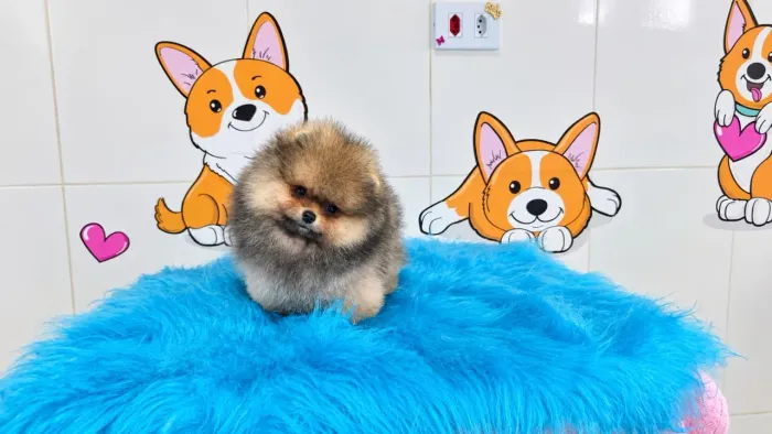 Spitz alemão laranja macho 90 dias