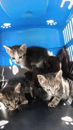 Doa-se gatinhos de 1 mês